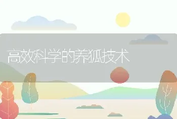 高效科学的养狐技术