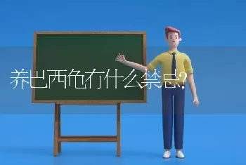 养巴西龟有什么禁忌？