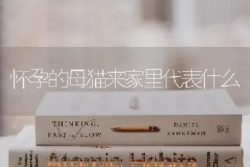 怀孕的母猫来家里代表什么