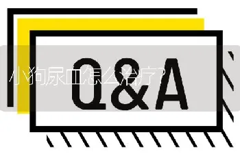 公泰迪犬叫甚麼名字好？