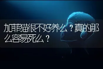 加菲猫很不好养么？真的那么容易死么？