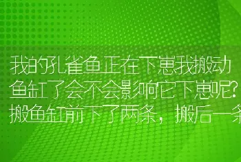 我的孔雀鱼正在下崽我搬动鱼缸了会不会影响它下崽呢？搬鱼缸前下了两条，搬后一条都不下了？