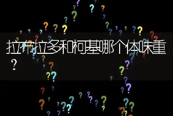 拉布拉多和柯基哪个体味重？