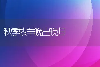 秋季牧羊晚出晚归