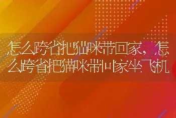 怎么跨省把猫咪带回家，怎么跨省把猫咪带回家坐飞机