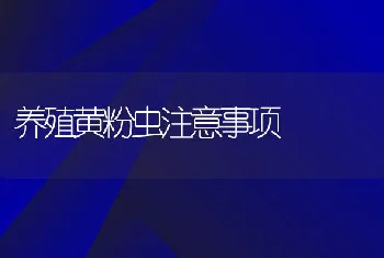 养殖黄粉虫注意事项