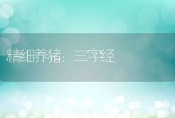 精细养猪：三字经