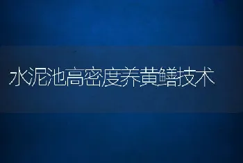 水泥池高密度养黄鳝技术