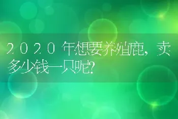 2020年想要养殖鹿，卖多少钱一只呢？