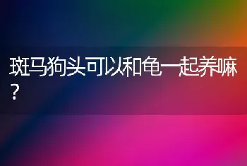 斑马狗头可以和龟一起养嘛？