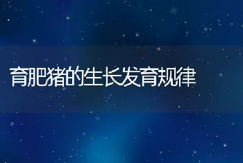 育肥猪的生长发育规律