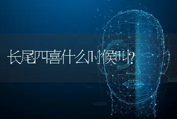 长尾四喜什么时候叫？