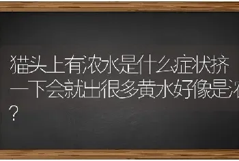 猫头上有浓水是什么症状挤一下会就出很多黄水好像是浓？