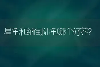 星龟和缅甸陆龟哪个好养？