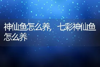 神仙鱼怎么养，七彩神仙鱼怎么养