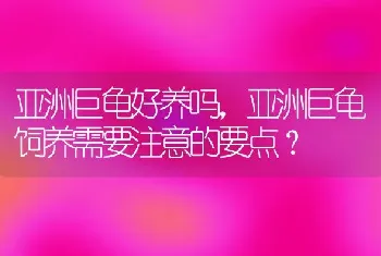 亚洲巨龟好养吗，亚洲巨龟饲养需要注意的要点？