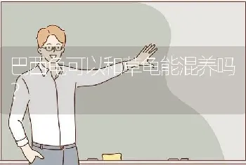 巴西龟可以和草龟能混养吗？