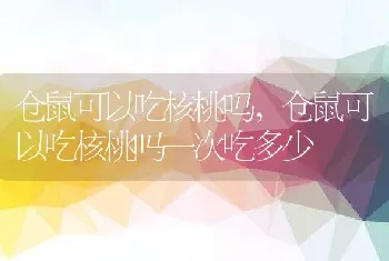 仓鼠可以吃核桃吗，仓鼠可以吃核桃吗一次吃多少