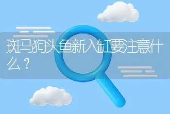 斑马狗头鱼新入缸要注意什么？