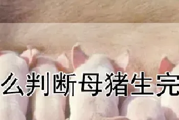 怎么判断母猪生完了