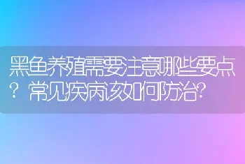 黑鱼养殖需要注意哪些要点?常见疾病该如何防治?