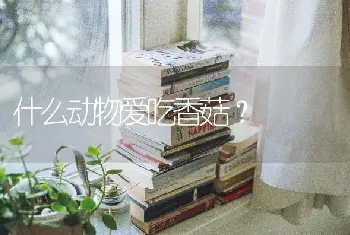 什么动物爱吃香菇？