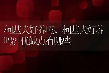 柯基犬好养吗，柯基犬好养吗？优缺点有哪些