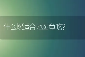 像长了眉毛的狗是什么品种？