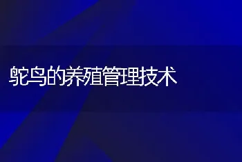 鸵鸟的养殖管理技术