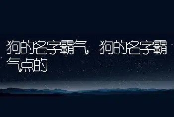 狗的名字霸气，狗的名字霸气点的