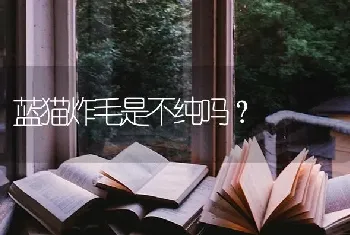 蓝猫炸毛是不纯吗？