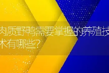 肉质野鸭需要掌握的养殖技术有哪些？