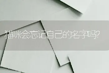 猫咪会忘记自己的名字吗？