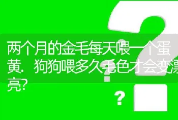 两个月的金毛每天喂一个蛋黄.狗狗喂多久毛色才会变漂亮？