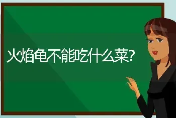 两只猫同时呕吐怎么回事呢？