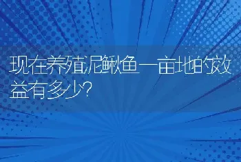 现在养殖泥鳅鱼一亩地的效益有多少？