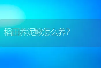 稻田养泥鳅怎么养？