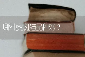 哪种虎斑猫品种好？