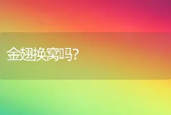 金翅换窝吗？