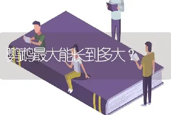 鹦鹉最大能长到多大？