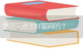 野斑马是怎样繁育的？