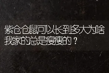 紫仓仓鼠可以长到多大为啥我家的总是瘦瘦的？