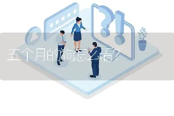 五个月的狗怎么看？