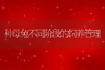 种母兔不同阶段的饲养管理