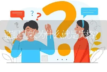 蓝眼边牧为什么就是失格？