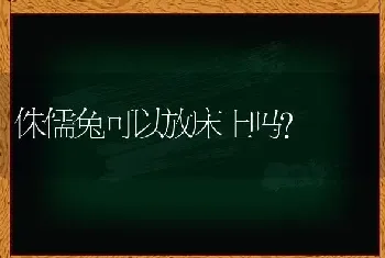 侏儒兔可以放床上吗？