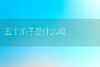 五个爪子是什么鸡