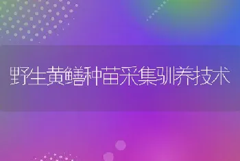 野生黄鳝种苗采集驯养技术