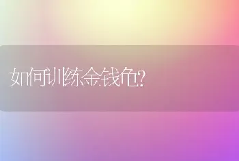 如何训练金钱龟？