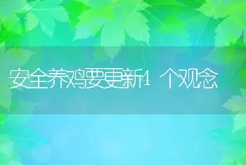 安全养鸡要更新4个观念